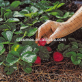 Red de protección de aves de uva de viña profesional de buena calidad